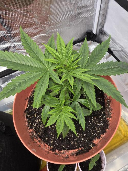Northern Light Automatic. Week 4