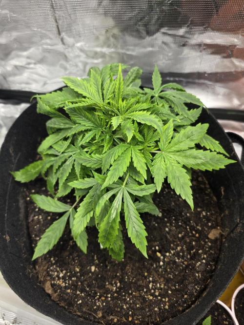 Blue Cheese Automatic. Week 4