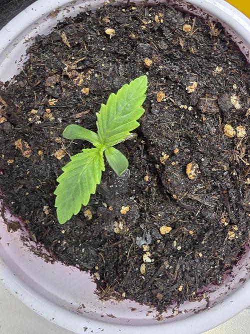 3 outside plants. Week 1 - Shongun