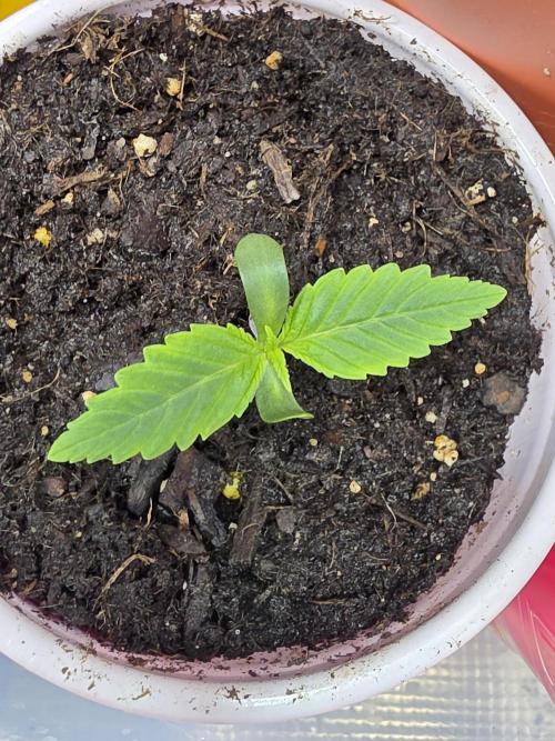 3 outside plants. Week 1 - Ob f1