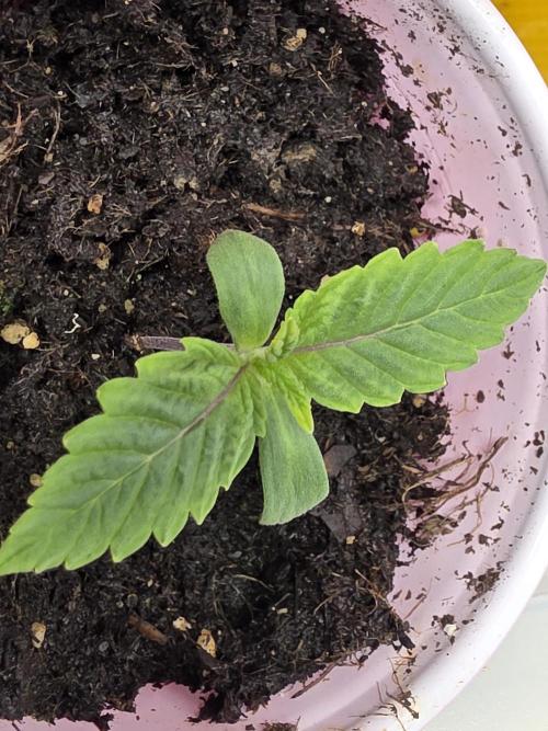 3 outside plants. Week 1 - Cereal milk