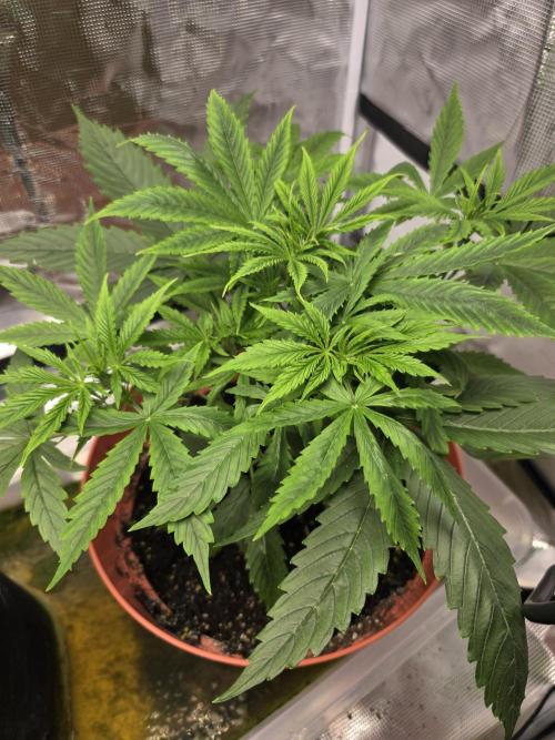 Northern lights auto. Week 5 - Start to see pistils