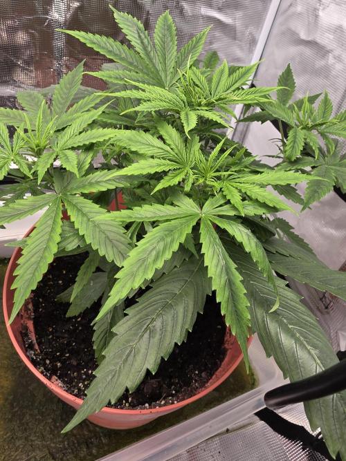 Northern lights auto. Week 5 - .