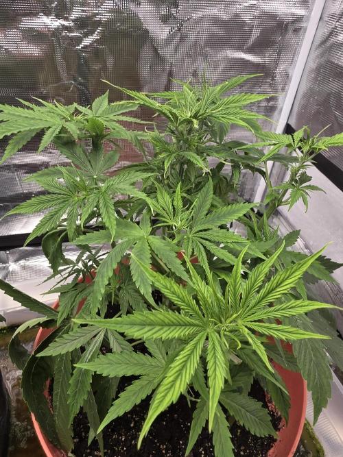 Northern lights auto. Week 5 - .