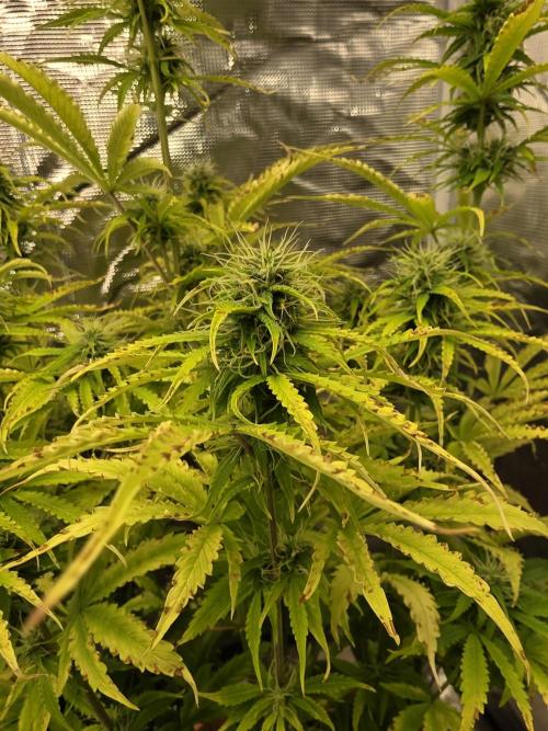 Northern Light Automatic. Week 7