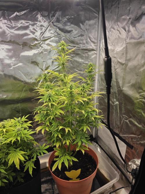 Northern Light Automatic. Week 8