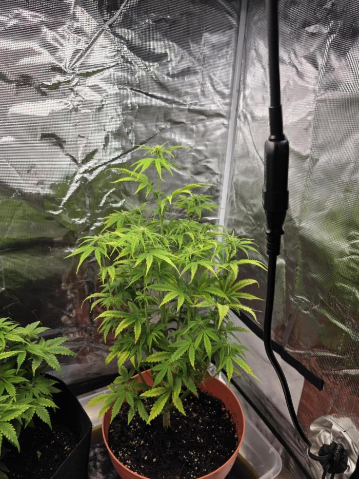 Northern lights auto. Week 7 - Week 7