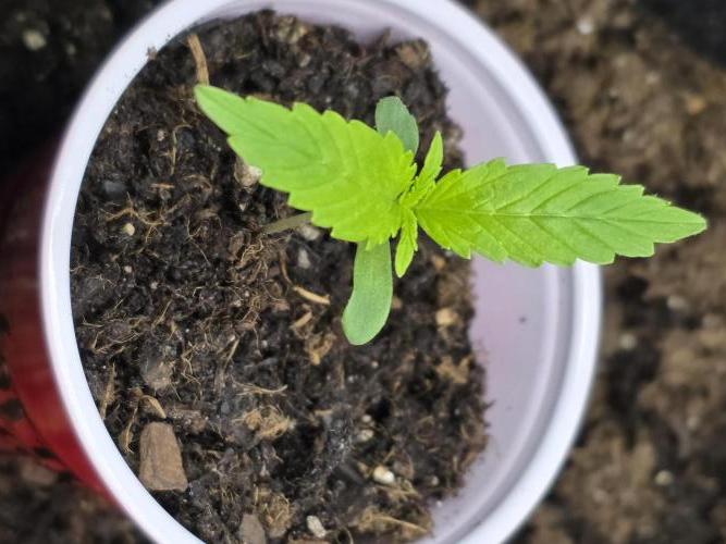 Northern Light Automatic. Week 2