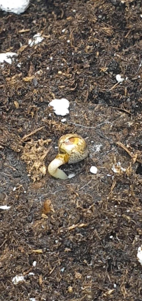 Milky Way F1. Week 0