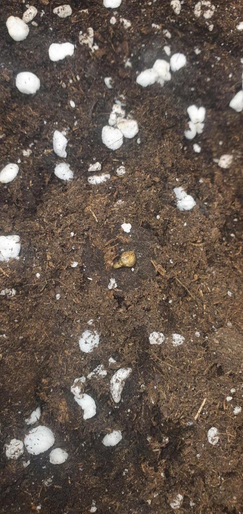 Milky Way F1. Week 0