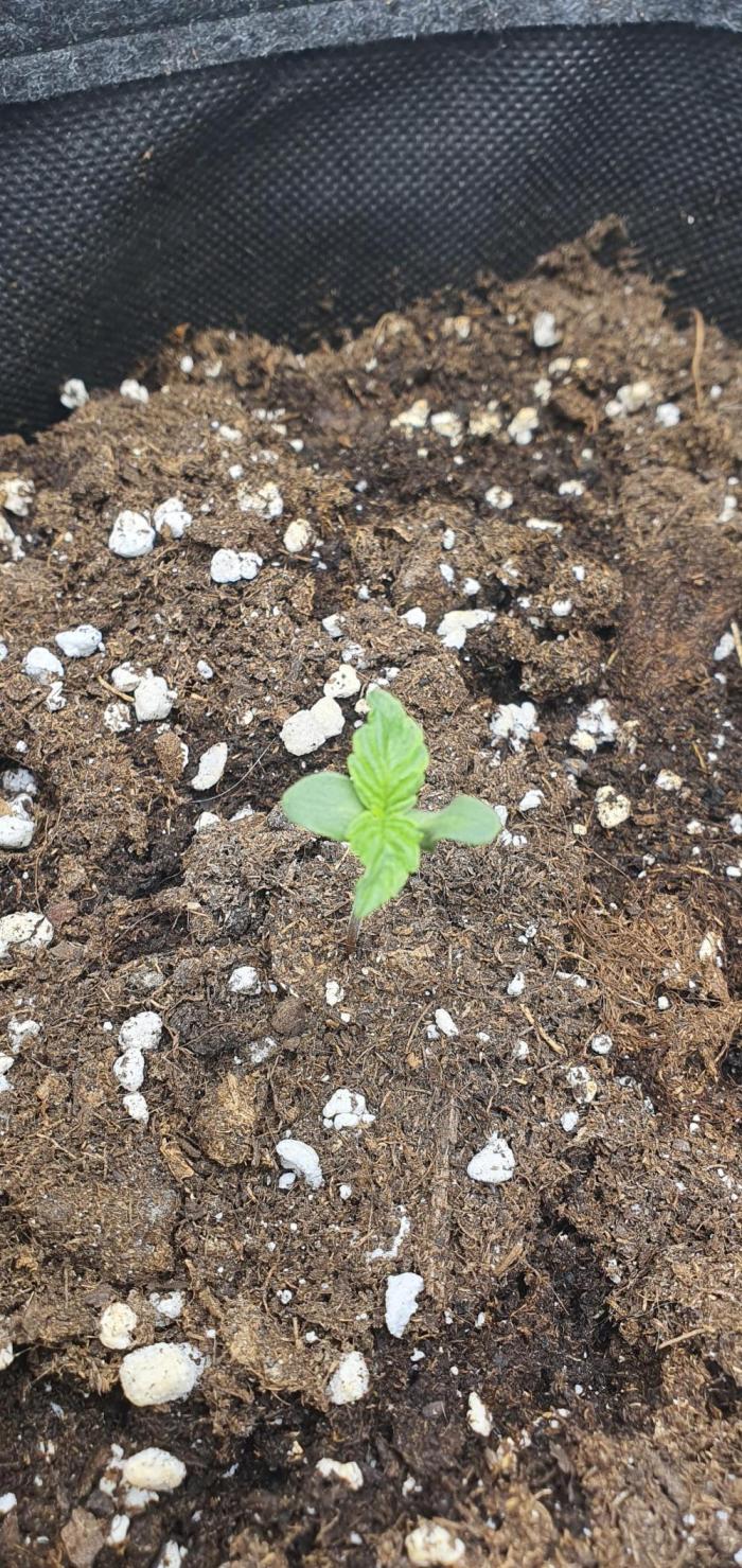 Milky Way F1. Week 1