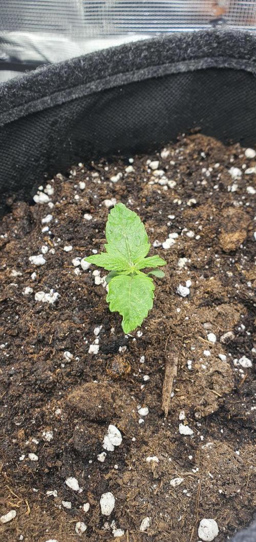 Milky Way F1. Week 2