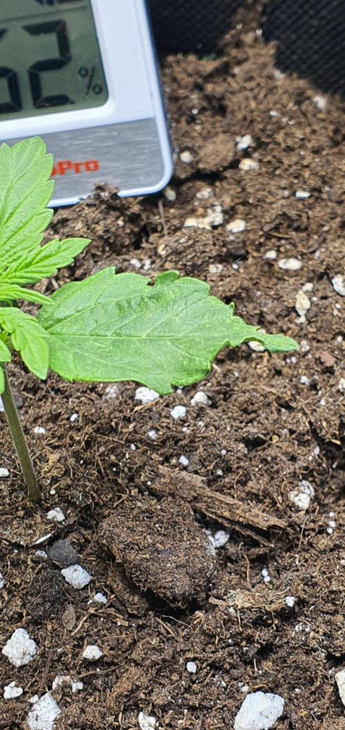 Milky Way F1. Week 2