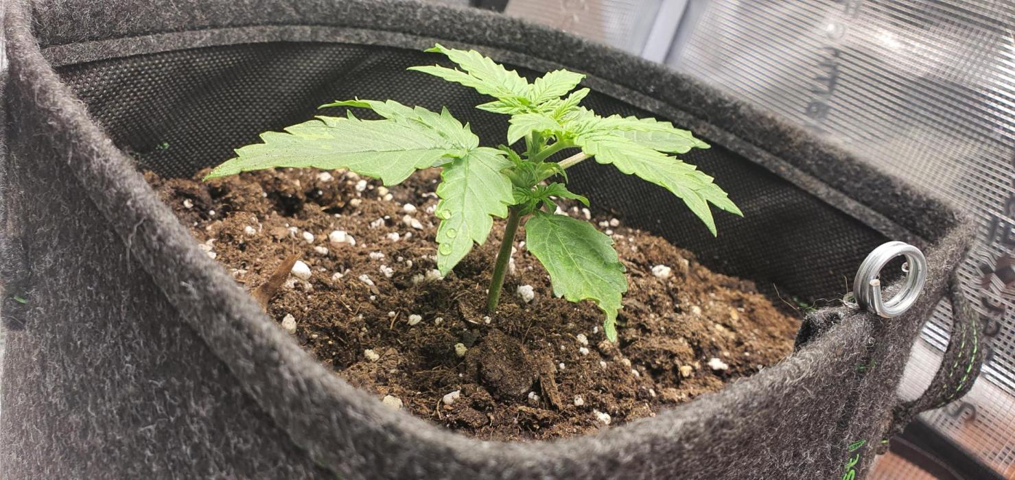 Milky Way F1. Week 3