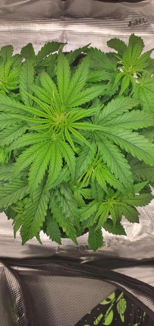 Milky Way F1. Week 5