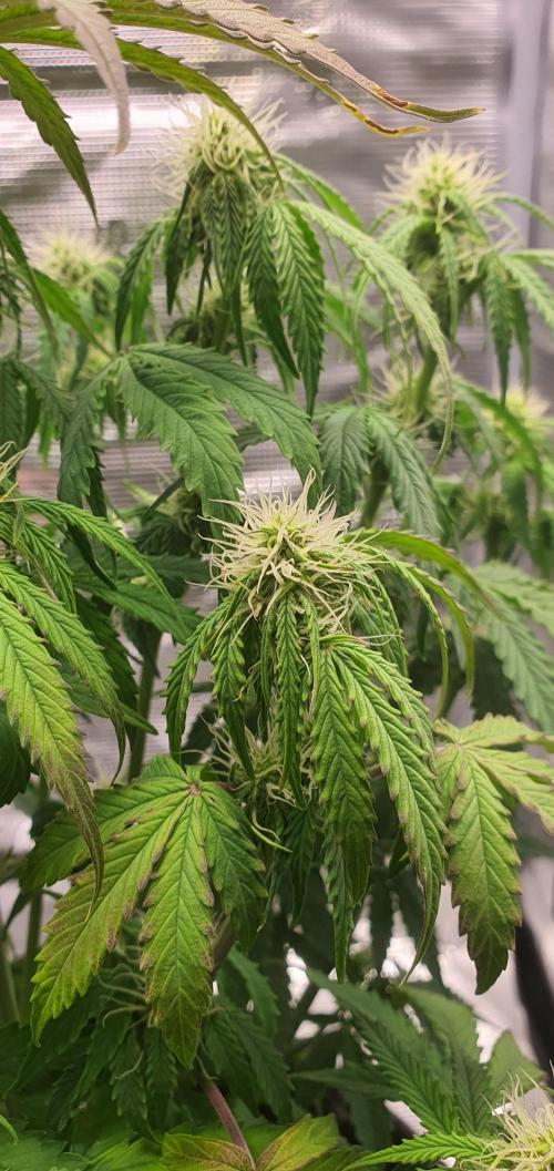 Milky Way F1. Week 6