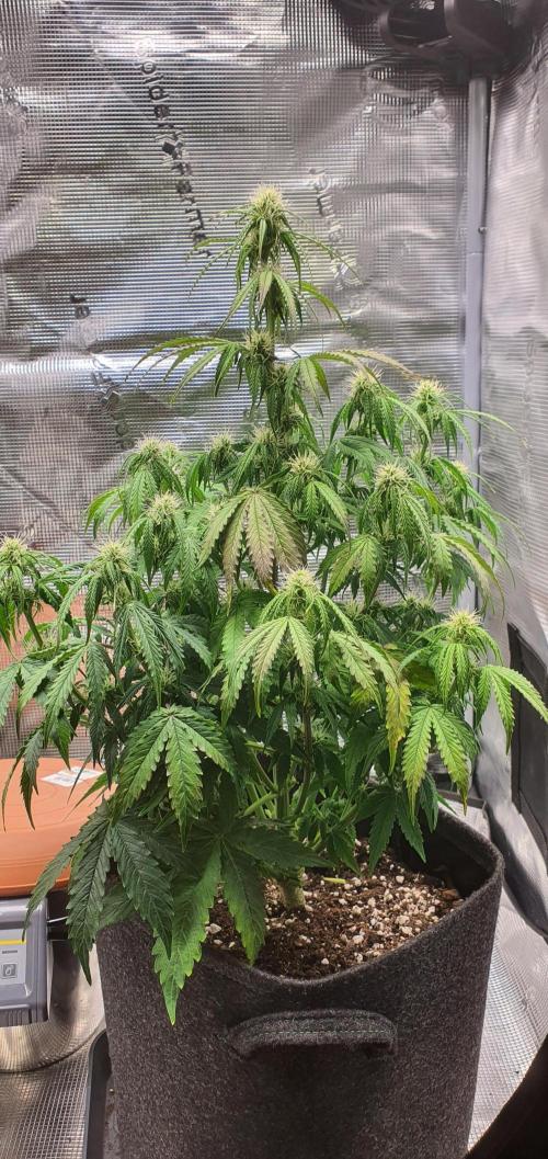 Milky Way F1. Week 6