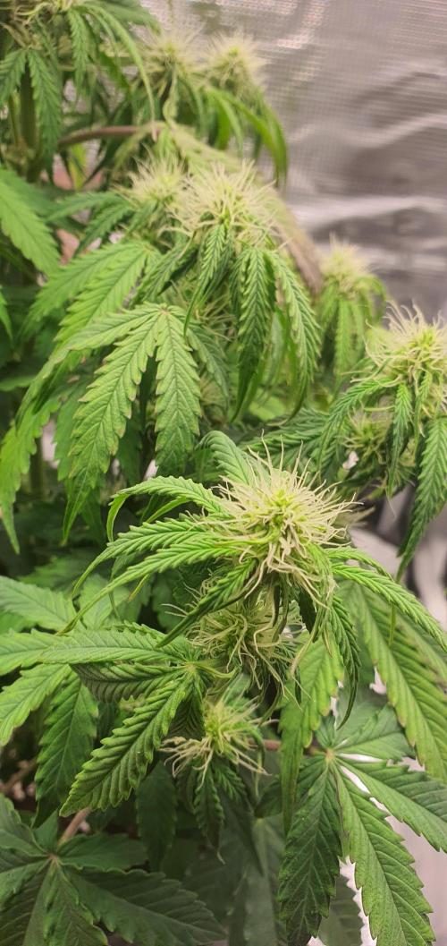 Milky Way F1. Week 6