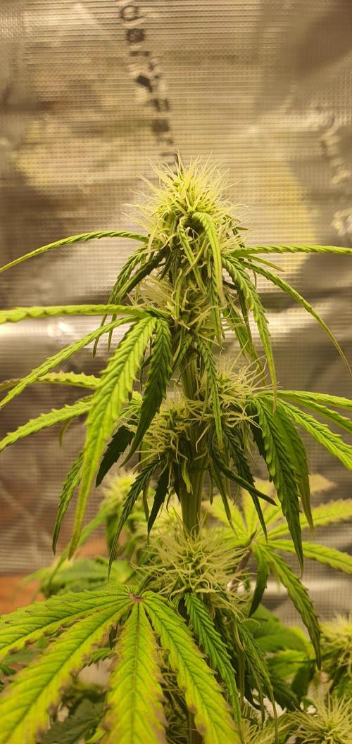 Milky Way F1. Week 6