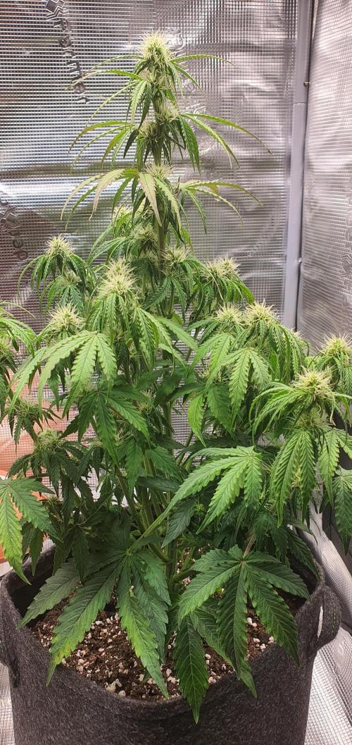 Milky Way F1. Week 6