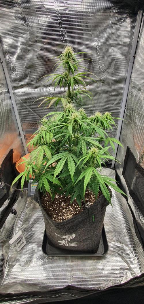 Milky Way F1. Week 6