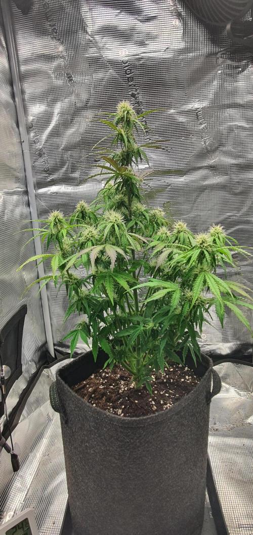 Milky Way F1. Week 7