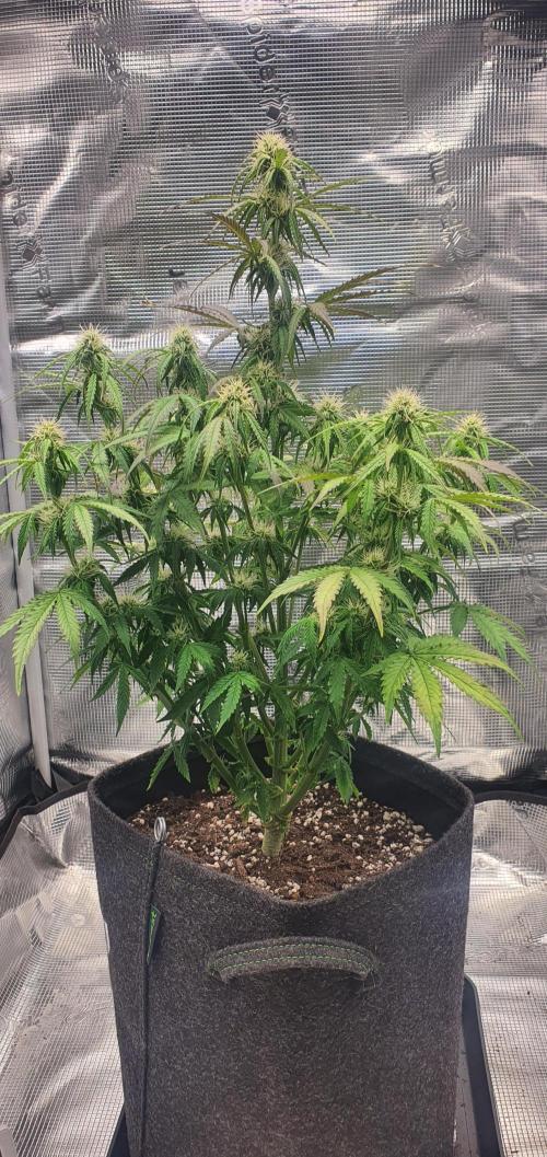 Milky Way F1. Week 7