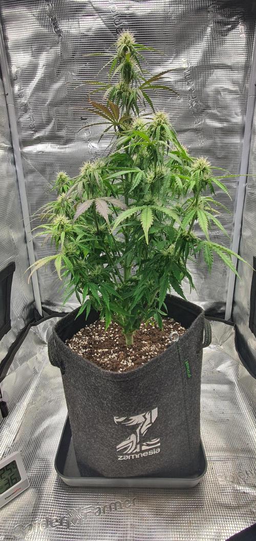 Milky Way F1. Week 7