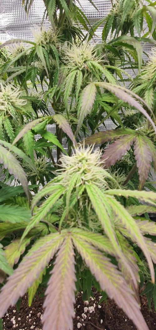 Milky Way F1. Week 7