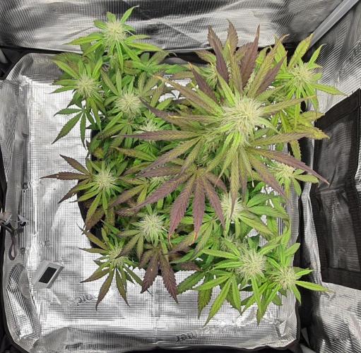 Milky Way F1. Week 7