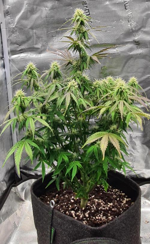 Milky Way F1. Week 7