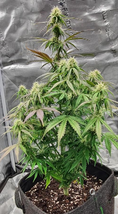 Milky Way F1. Week 7