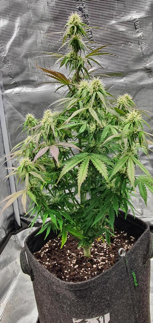 Milky Way F1. Week 7