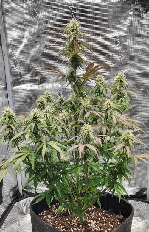 Milky Way F1. Week 8