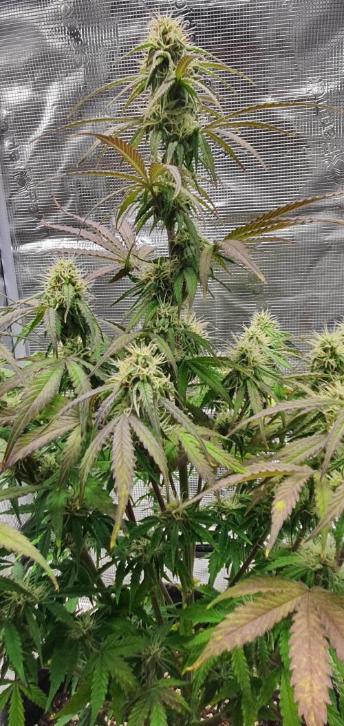 Milky Way F1. Week 8