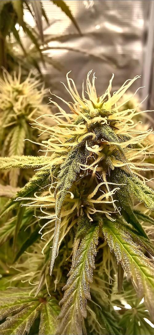 Milky Way F1. Week 8