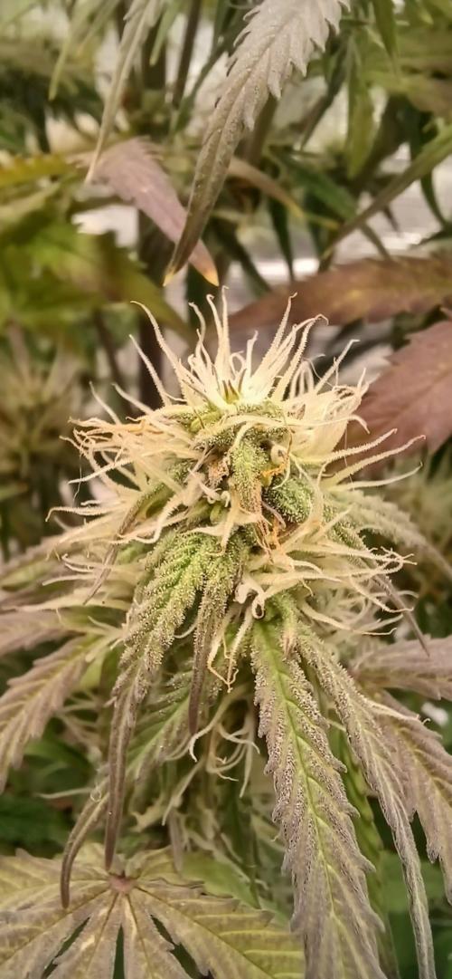 Milky Way F1. Week 8