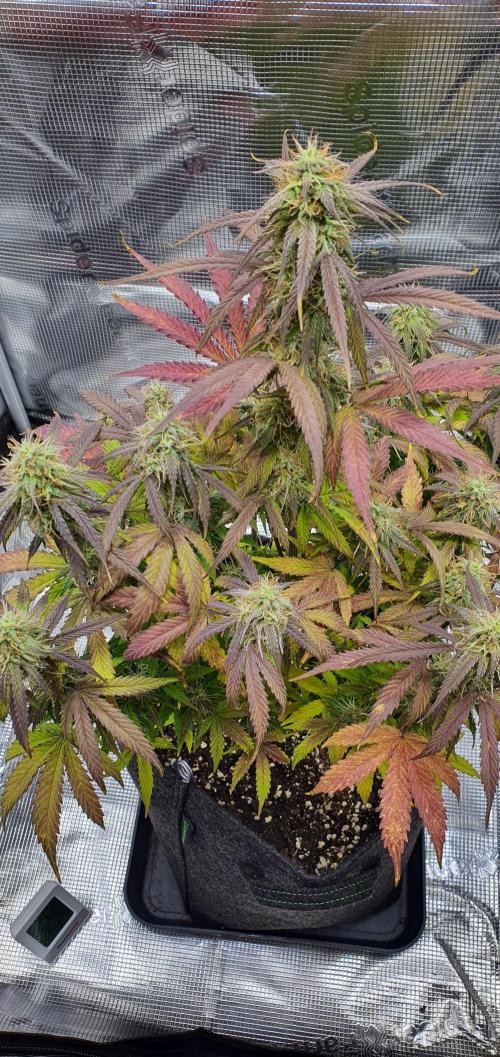 Milky Way F1. Week 8