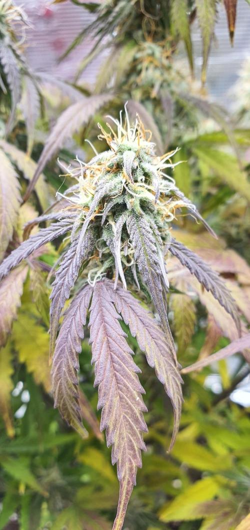 Milky Way F1. Week 9