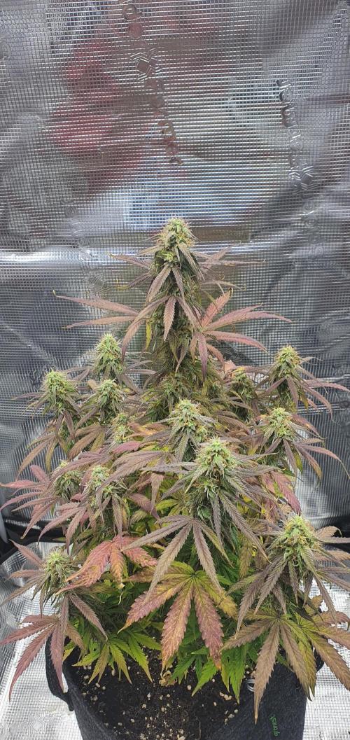 Milky Way F1. Week 9