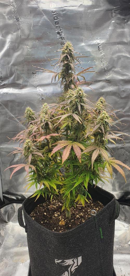 Milky Way F1. Week 9