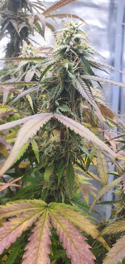 Milky Way F1. Week 9