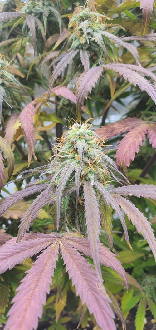 Milky Way F1. Week 9