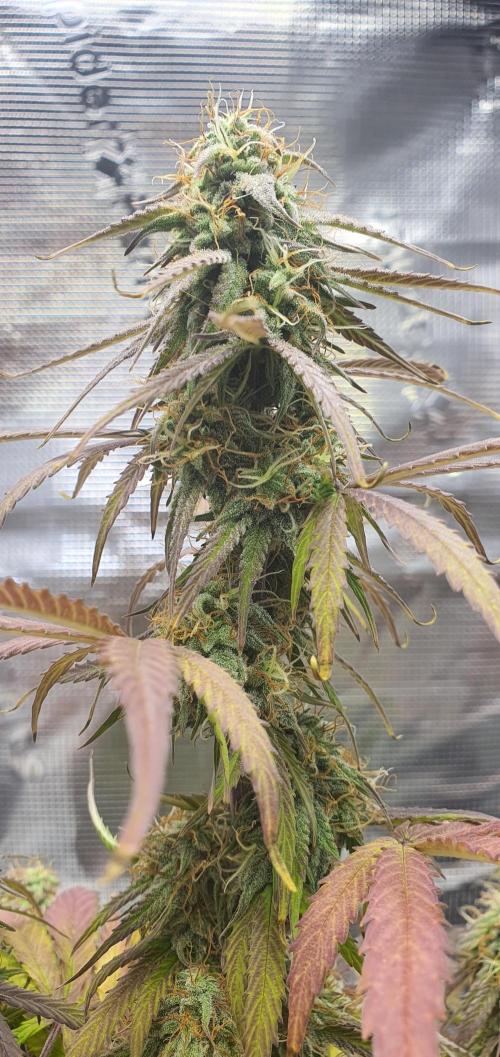 Milky Way F1. Week 9