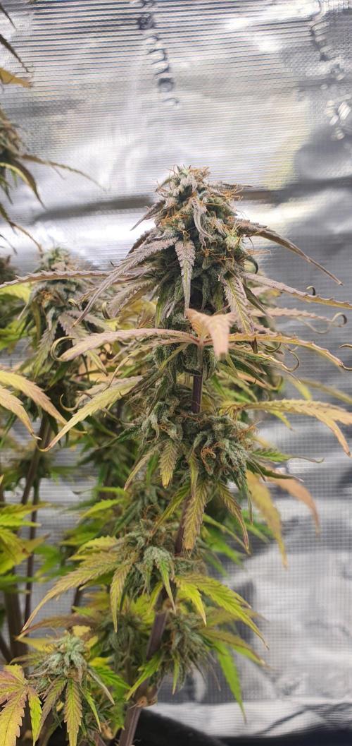 Milky Way F1. Week 10