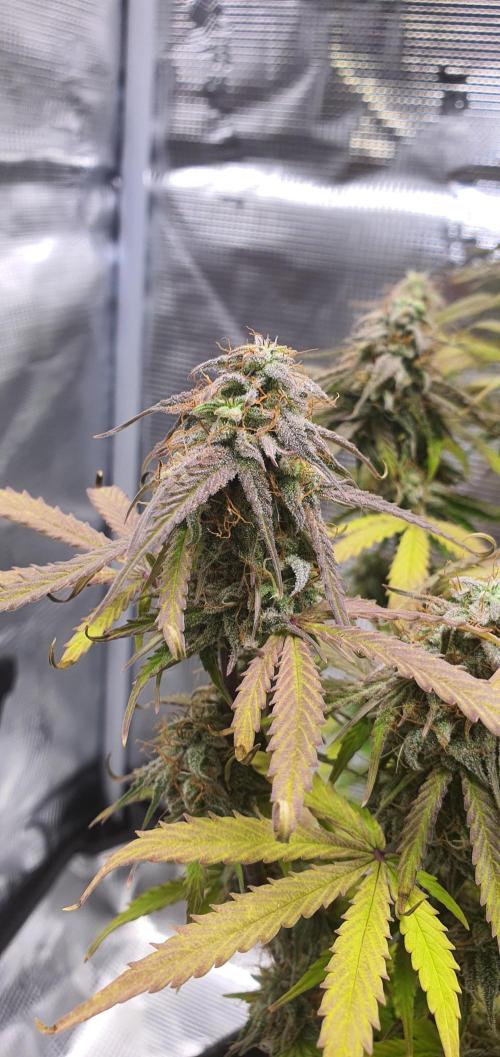 Milky Way F1. Week 10