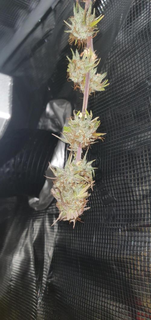 Milky Way F1. Week 11