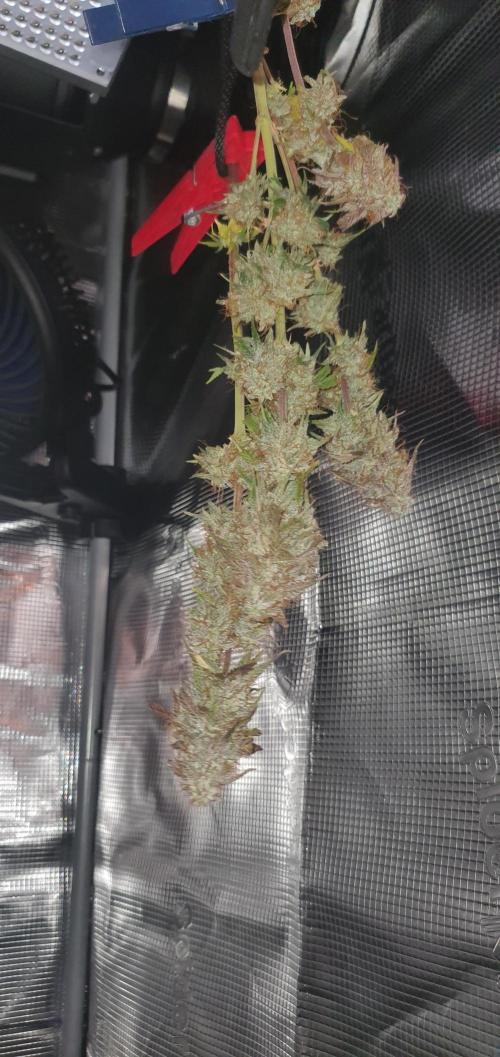 Milky Way F1. Week 11