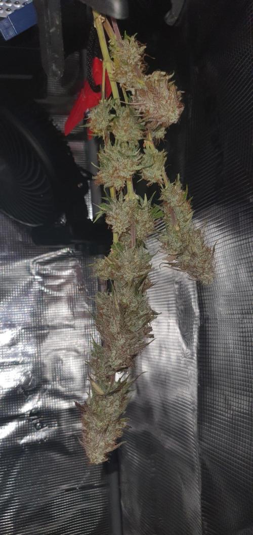 Milky Way F1. Week 11