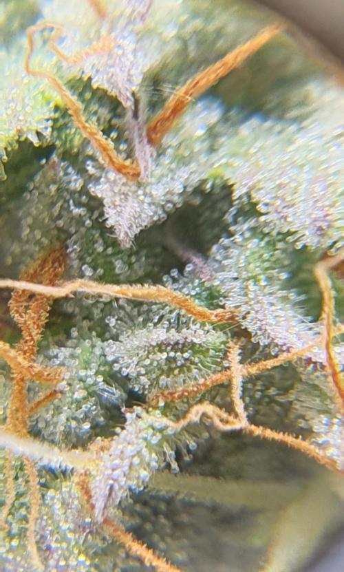 Milky Way F1. Week 10